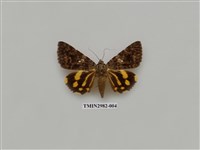 藏品(夜蛾385)的圖片